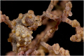   took pygmy sea horse 105 macrolens macromate flip lens  